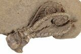 Fossil Crinoid (Jimbacrinus) - Gascoyne Junction, Australia #188627-2